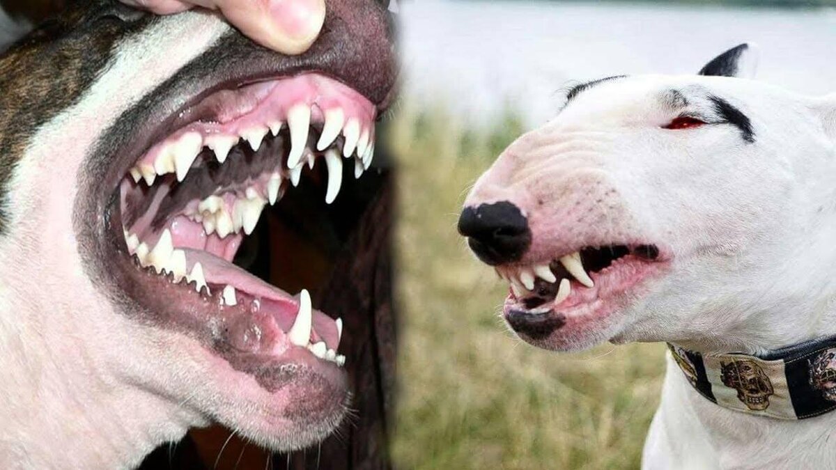 Ну да, вот такие зубы…