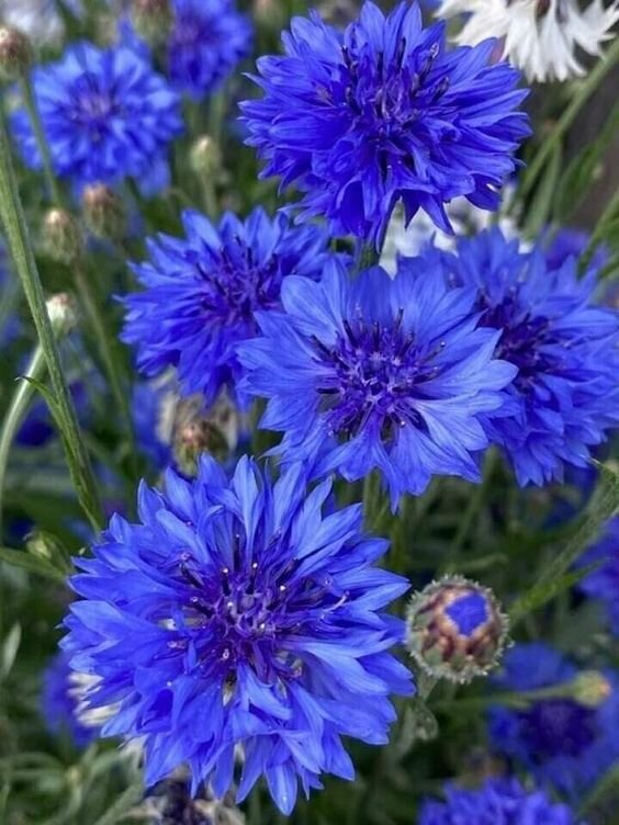 Он имеет цвет одного из самых красивых полевых цветов, но не случайно Pantone называет его Princess Blue! Васильковый – цвет, который не выходит из моды уже много лет.  Как носить?