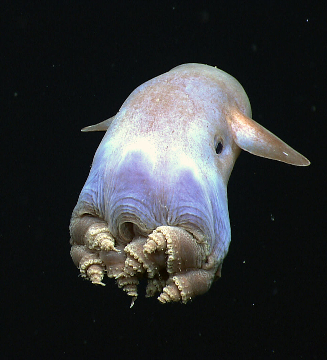 Октопод Думбо