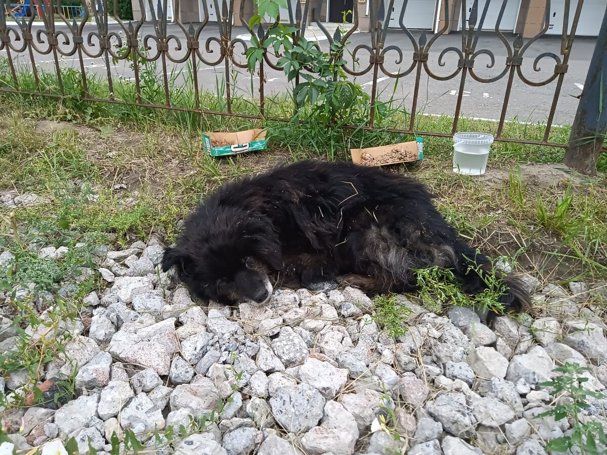 Вот так малыш лежал около дороги, кажется, уже не надеясь на спасение!