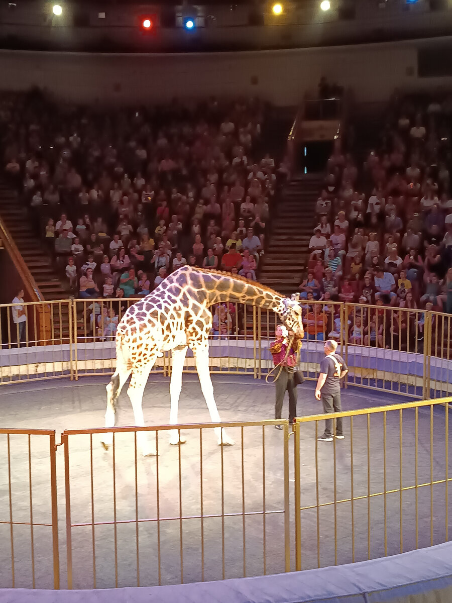 Жираф Багир