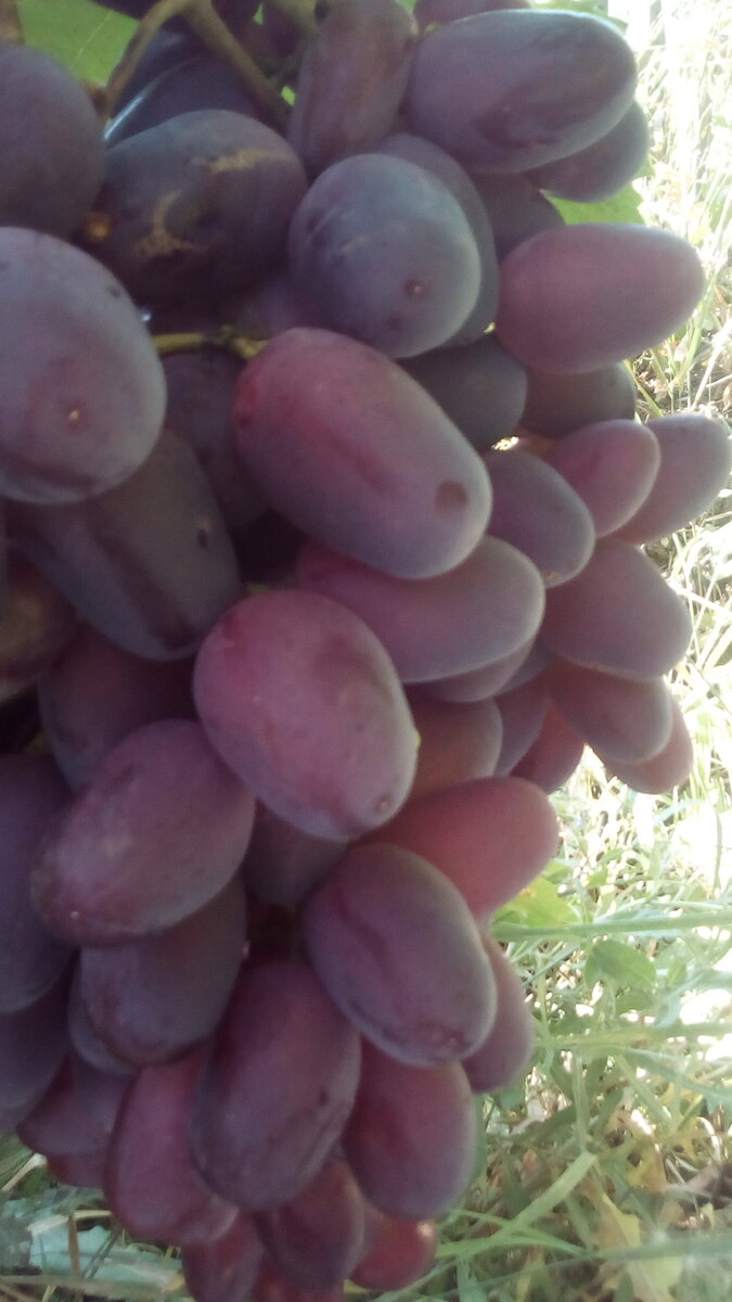 Если бы уважаемый Юрий Шевчук пропел-покричал мне однажды: «Что такое осень?», я бы невозмутимо ответила: «Рынок, фрукты-овощи, пироги и чай»