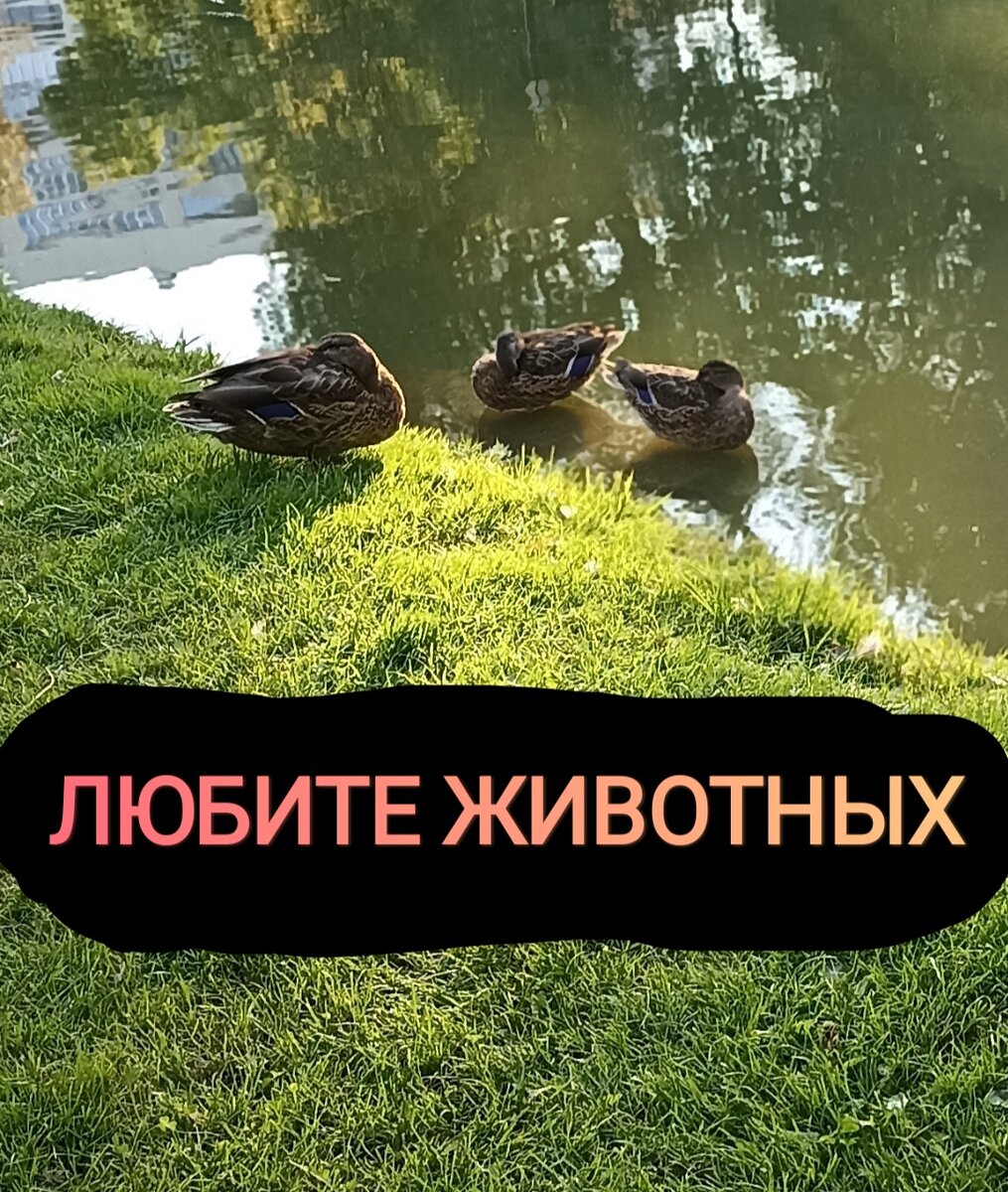 Вегетарианство, веганство.