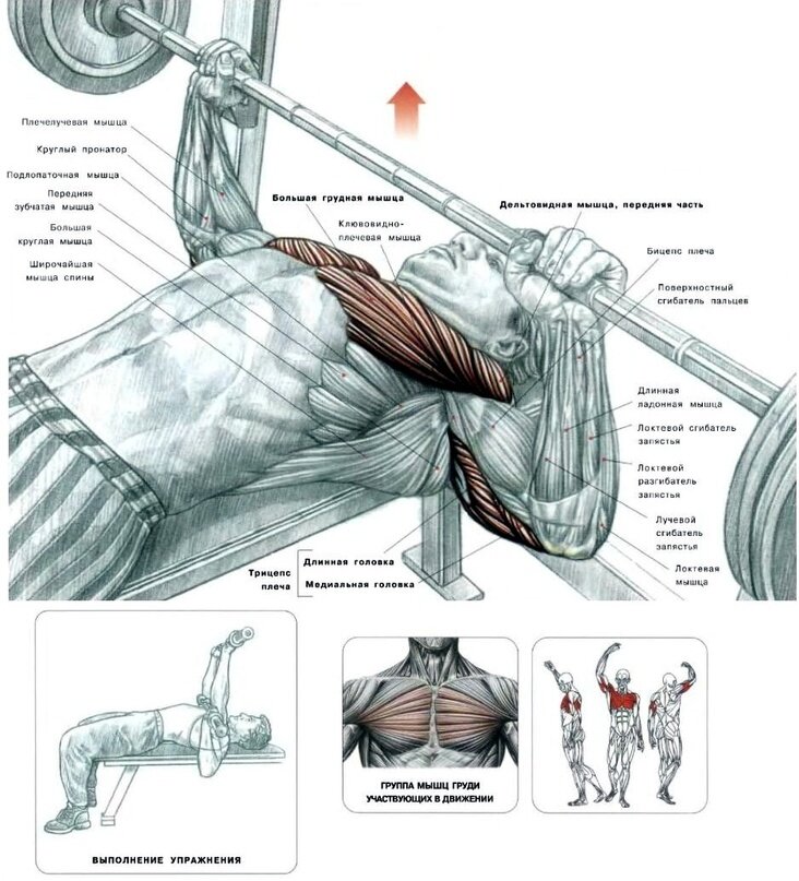 Упражнения на грудные мышцы