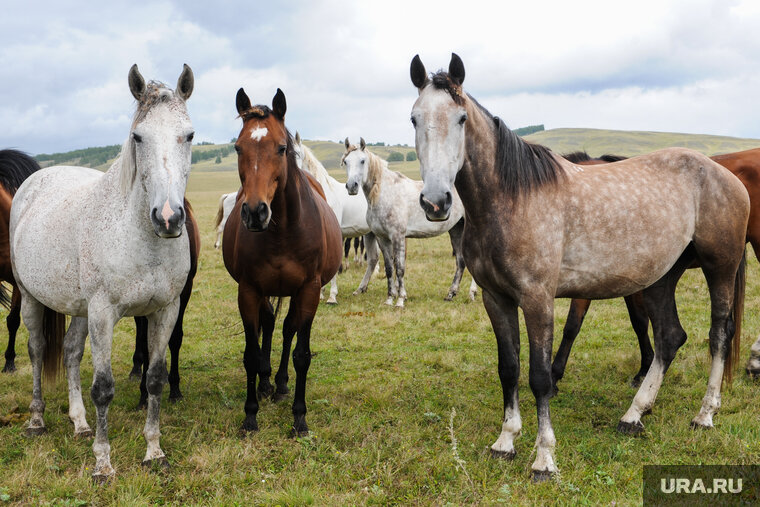    Предприятие занимается производством молока и мяса, а также выращивает лошадей (архивное фото)