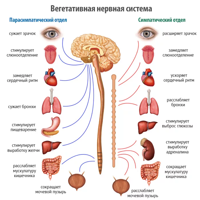 Вегетативная система презентация