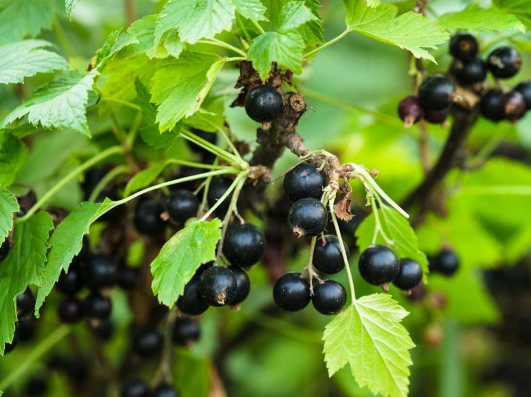 Ускоренный способ размножения смородины черенками. Hack Garden.