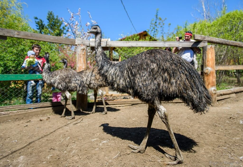 Фото: https://vk.com/irkdetzoo