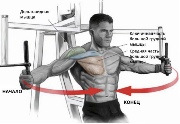 Мышцы передней поверхности плечевого пояса