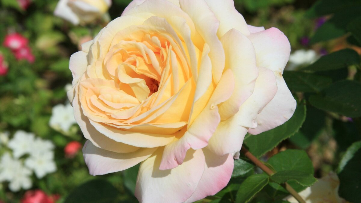 http://on-desktop.com/wps/Nature___Flowers_White_rose_on_a_background_of_colorful_flowers_056335_.jpg
