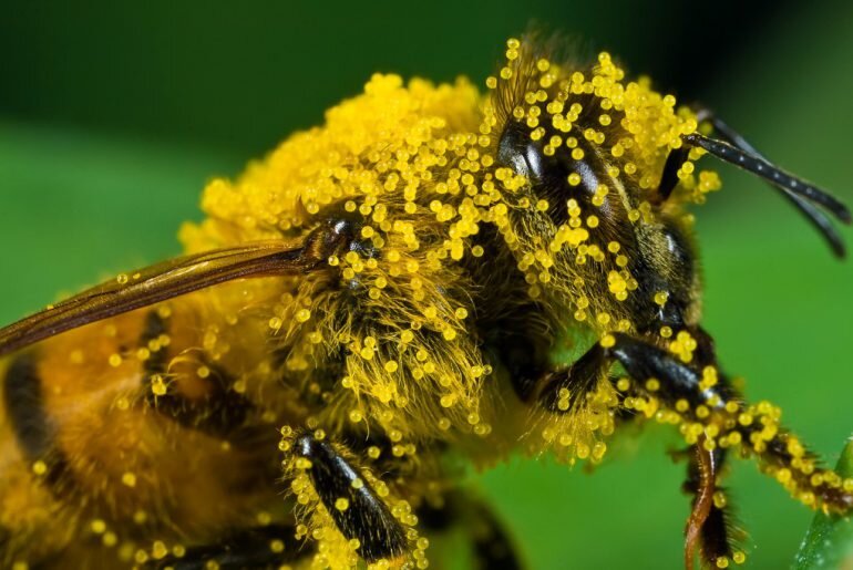 Натуральная пчелиная пыльца и перга