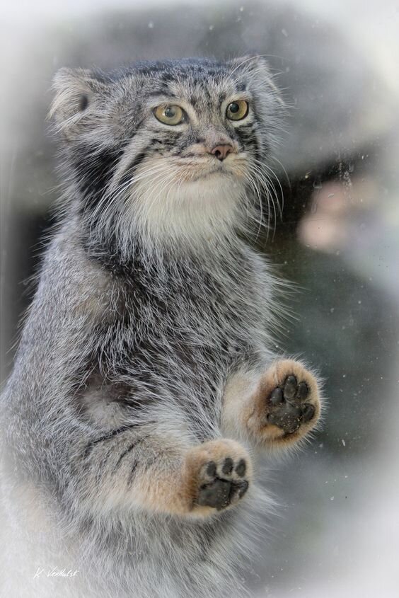 источник http://pallascats.tumblr.com/post/114418389564/bigcatkingdom-manoel-female-by-kverhulst