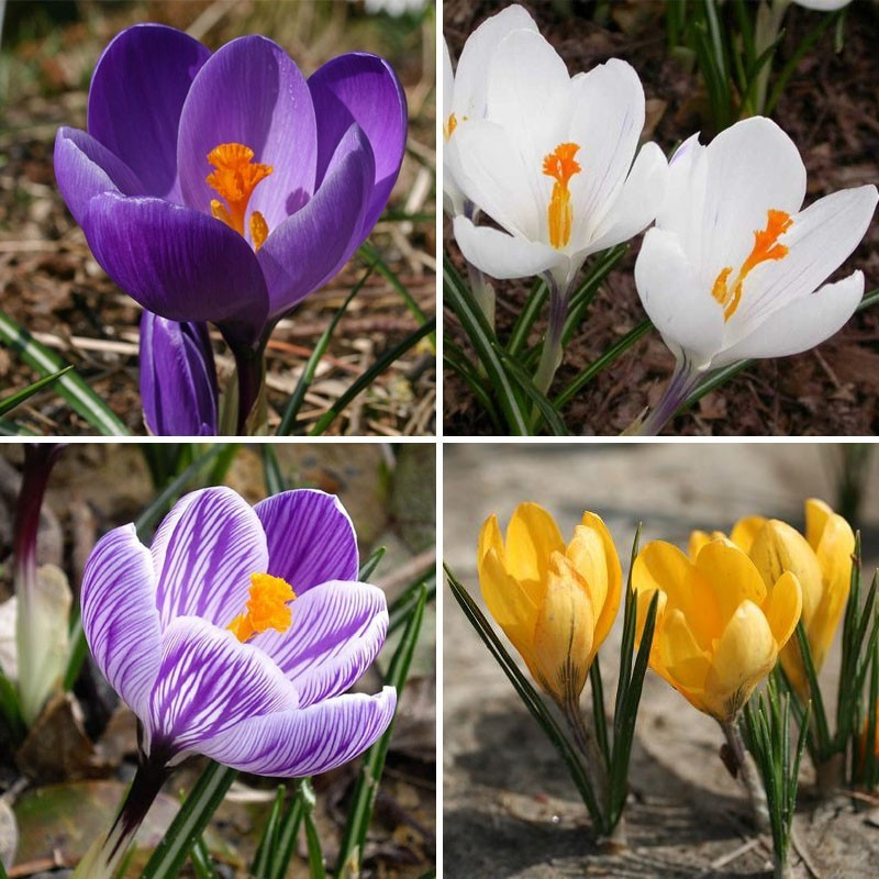 Крокус Flower record