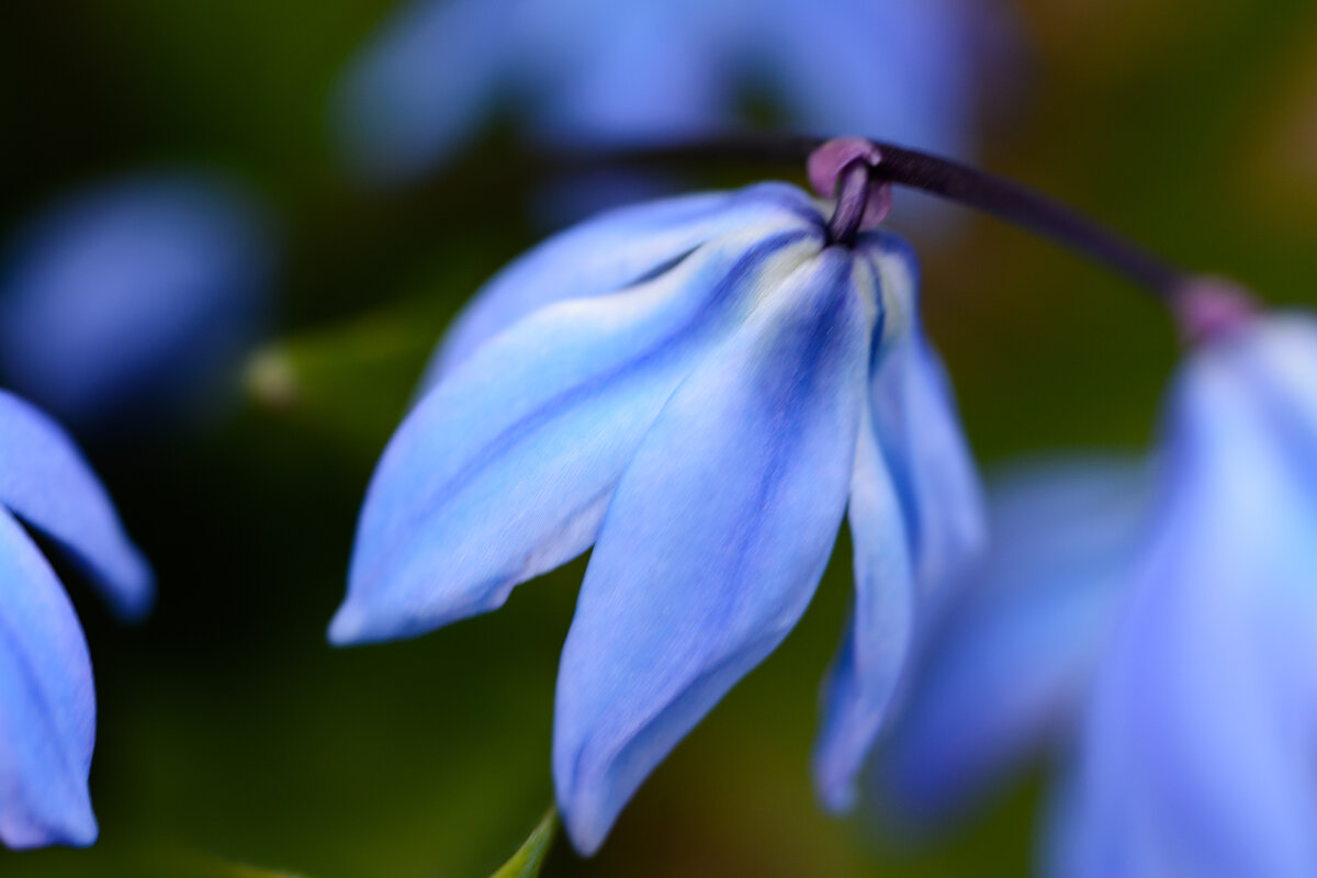 Для примера масштаба - этот цветок меньше монеты 1 рубль.