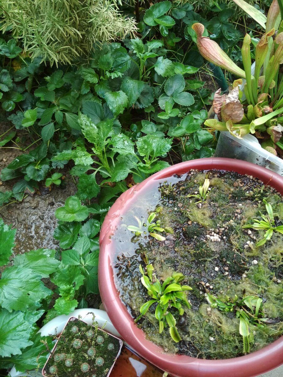 сливаем воду с мухоловок