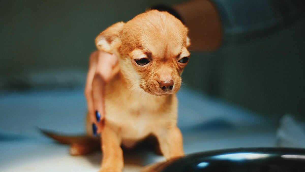 С самого детства я слышала, что «собака друг человека» и каждый раз умоляла родителей завести щенка, но мама моя категорически  была против, а с возрастом желание исчезло.