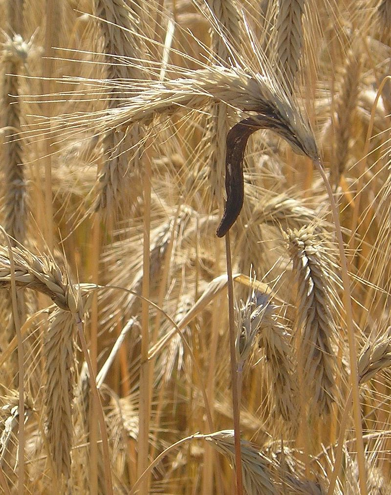 Спорынья и рожь