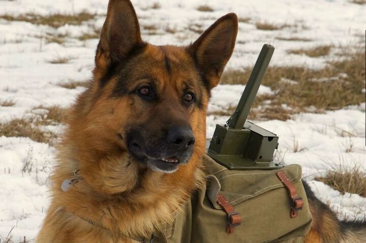 В годы Великой Отечественной войны в Красной Армии несли службу почти 60 тысяч собак. Были ездовые собаки, санитарные собаки, собаки-миноискатели. Но самая тяжелая участь пришлась на долю	собак-подрывников. Этим несчастным животным была уготована участь «четвероногих камикадзе»...