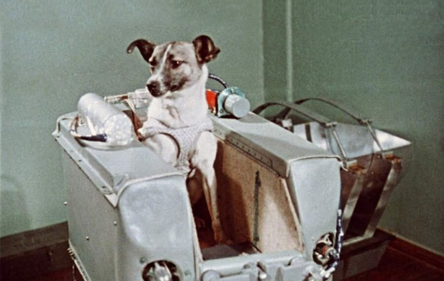 Тренировки собак космонавтов.