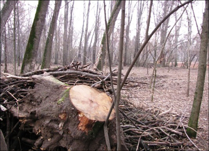Вырубка деревьев в Узбекистане. Фото с сайта Sreda.uz