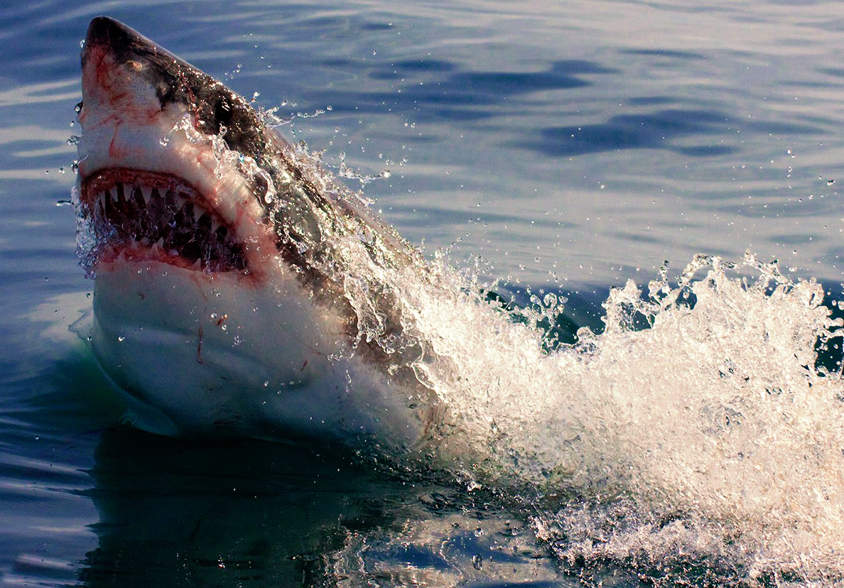 Самая опасная акула в мире. Белые самые опасные. Белые самые опасные. Большая белая акула. Самая большая акула.