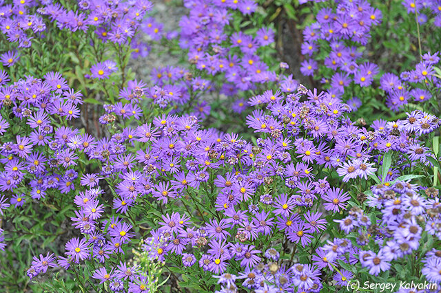 Астра итальянская Veilchenkönigin