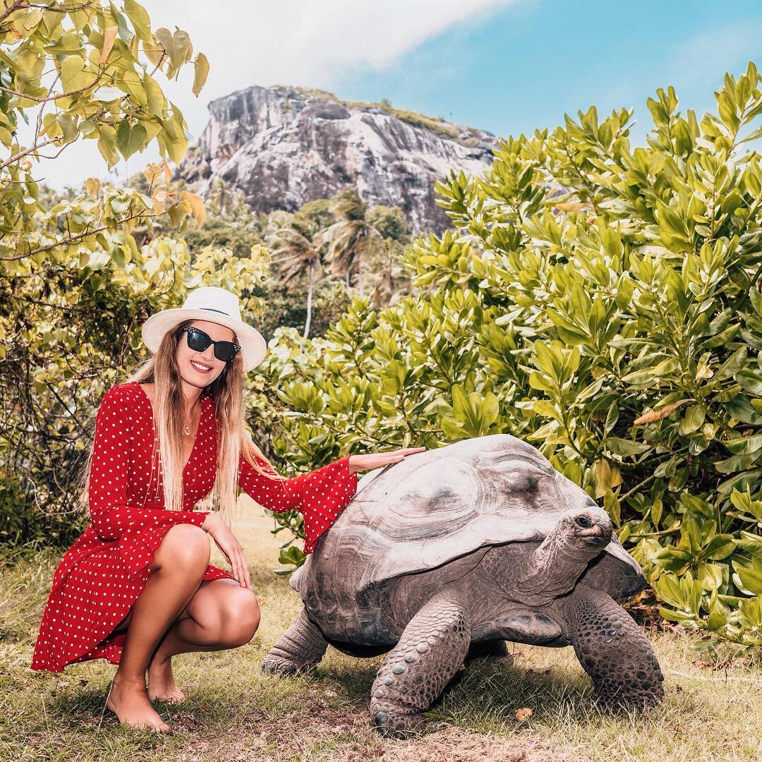 Гигантские черепахи символ Сейшельских островов