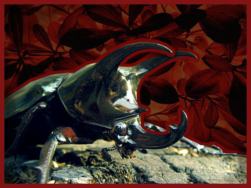 Наш жук круче Кабакова!