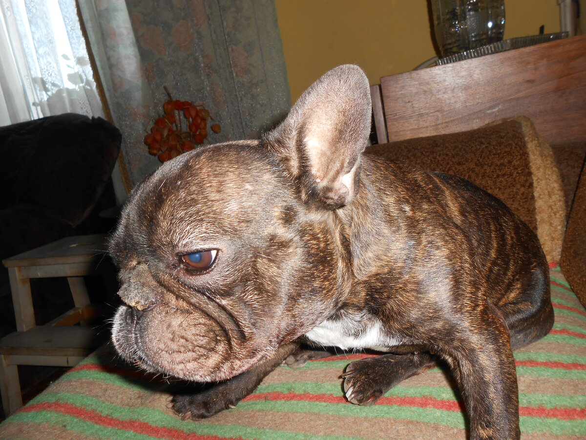                                                                      Мой Люк, ему сейчас восемь лет