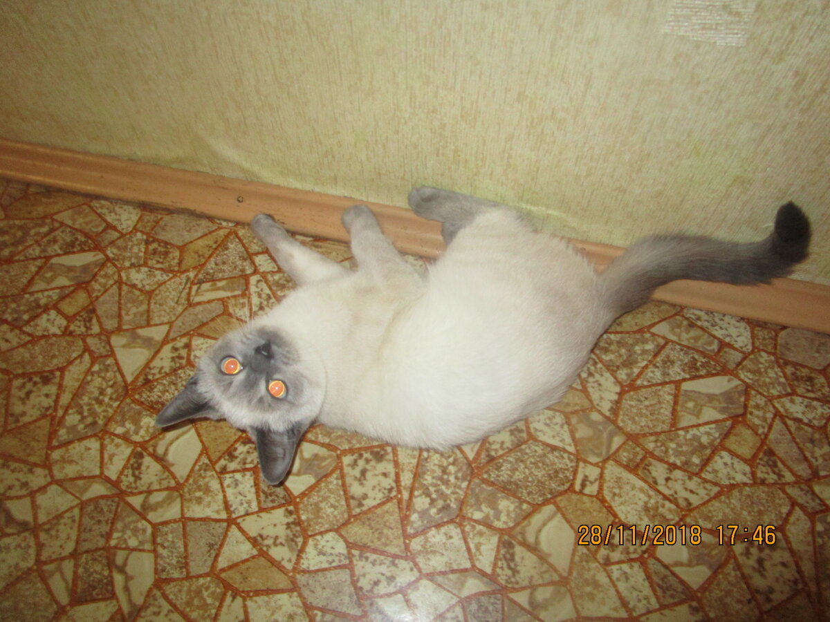 Лана Максовна сегодня