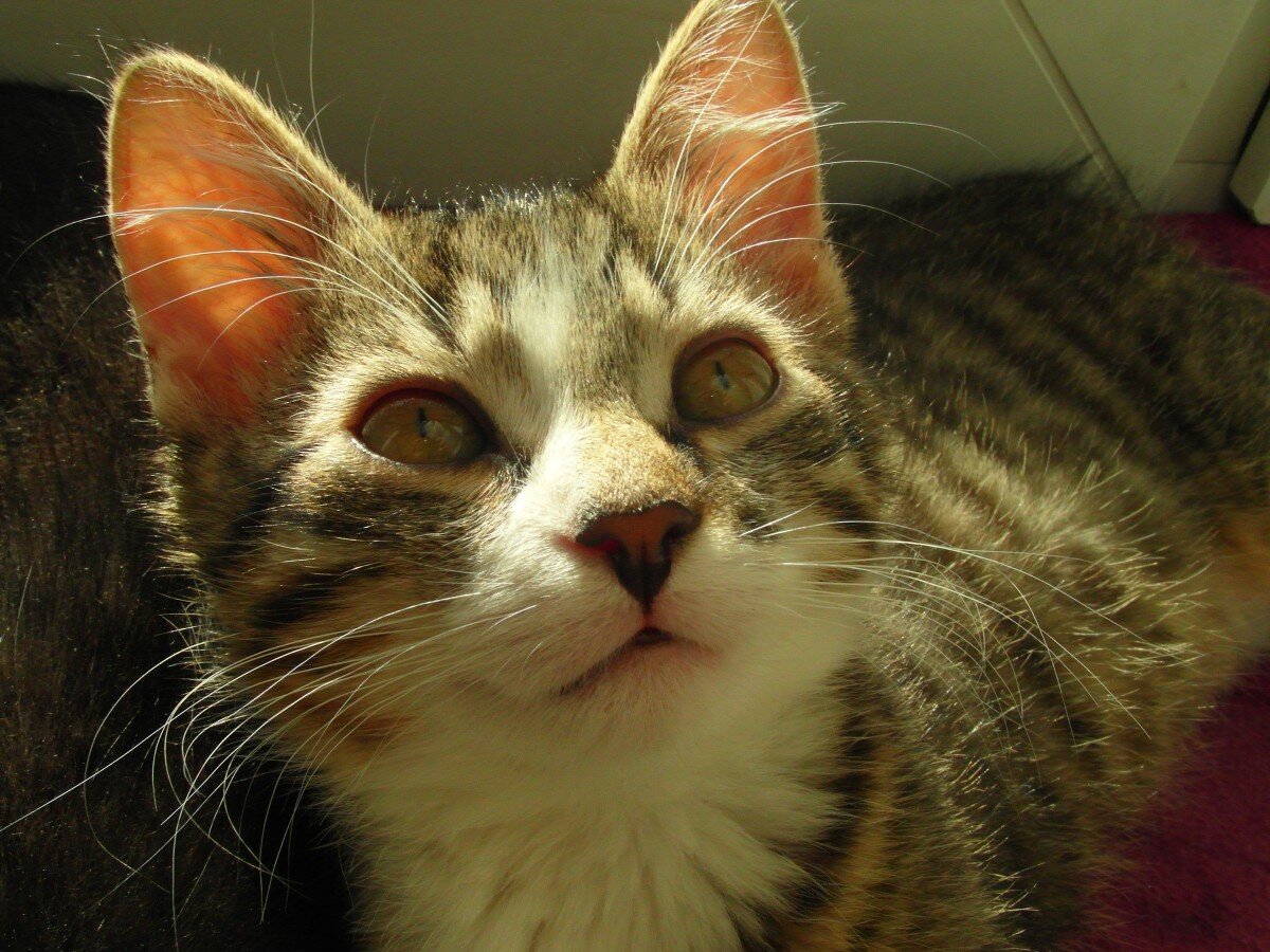 Источник: https://c.pxhere.com/photos/76/29/cat_animal_nature_kitten_mustache_a_young_kitten_beast_downy-912563.jpg!d