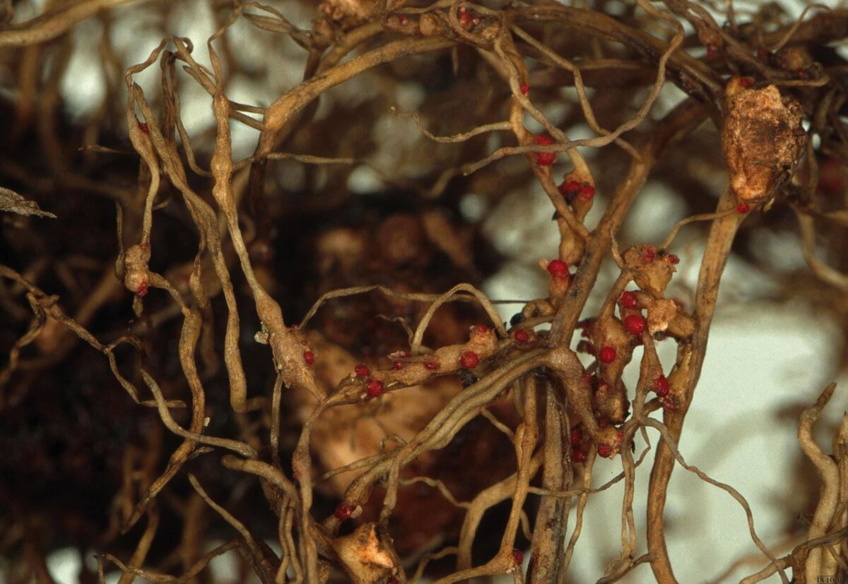 Симптомы земляничной нематоды.