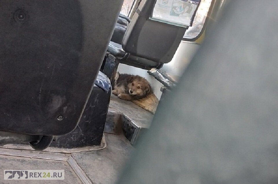 Фото: Артем Захарченко