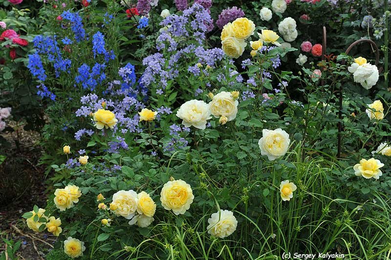 Колокольчик молочноцветковый Prichard's Variety