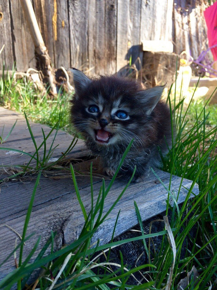 Мяяяясооо, мяяяяяссооо, дааайте