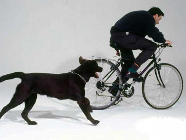 Далее, когда Вы принимаете решение двигаться вперед, Вы подойдете команду «РЯДОМ» и начинаете движение вперед. Некоторые люди подают команду «ВПЕРЕД», но это не совсем логично, так как первым идет всегда ВОЖАК, так что не разумно говорить собаке «вперед» и добиваться того, чтобы она шла рядом и немного позади Вас, хотя это тоже не принципиально, так как собака запомнит любую Вашу команду. Главное правило – не менять команды, так кА собака должна привыкнуть к определенному слову или словосочетанию. Допустимо использование команды «МОЖНО».