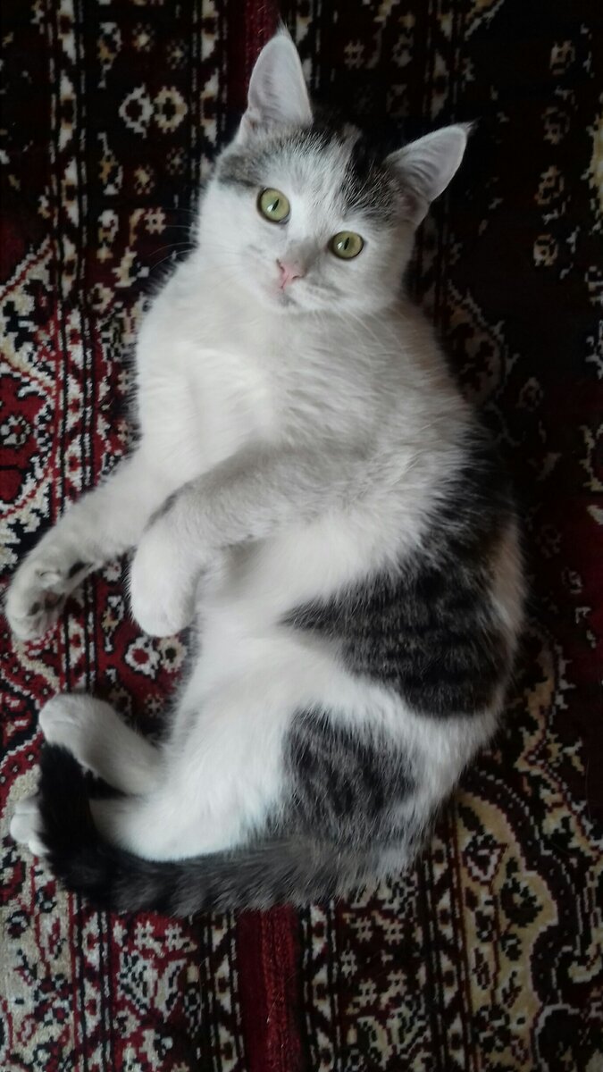 Это Лиза, наш ангелочек. Верим, что спустилась к нам с небес, чтобы сделать нас лучше. На ее бочке есть темное пятнышко в форме сердечка. Наш купидончик.