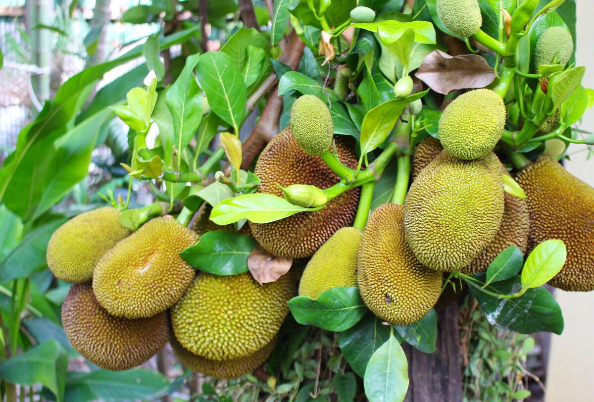 фруктовые деревья вьетнама