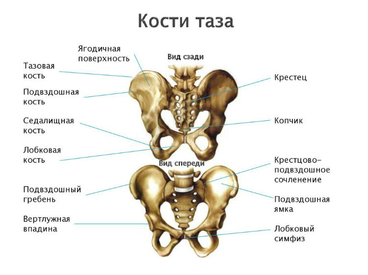 Факты о скелете человека