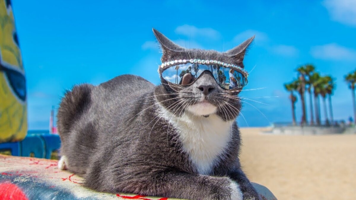 Фото Кот очках, более 90 качественных бесплатных стоковых фото