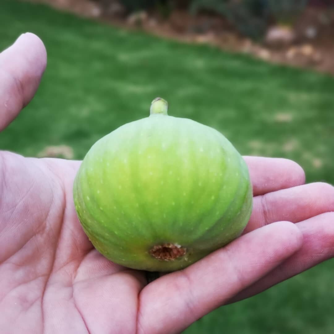 Плод инжира