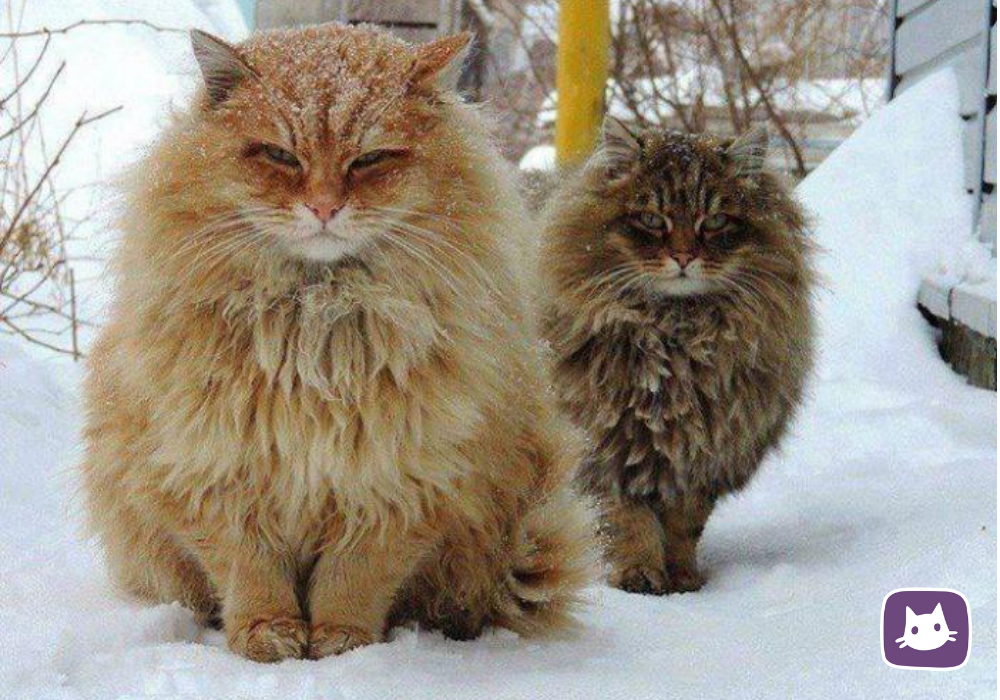 🐈Норвежский лесной кот: сочетание силы и нежности | Нос, хвост, лапы | Дзен