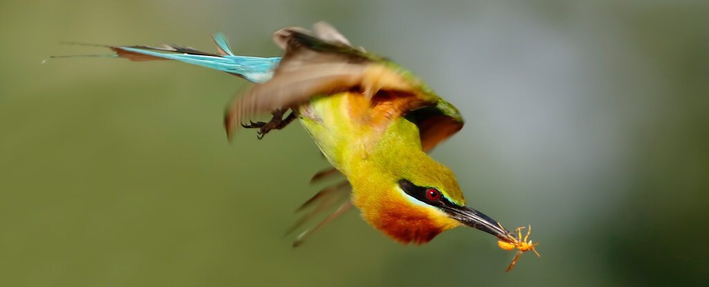 цветное зрение у птиц. как видят животные и птицы. как видят птицы. как видят птицы. ультрафиолетовое зрение птиц.