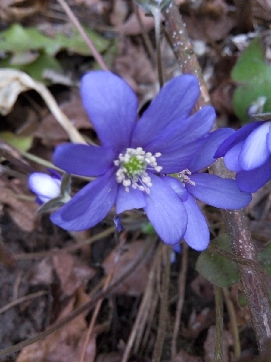 Печеночница (Gepatica Nobilis) - Сад Анны Гауэр