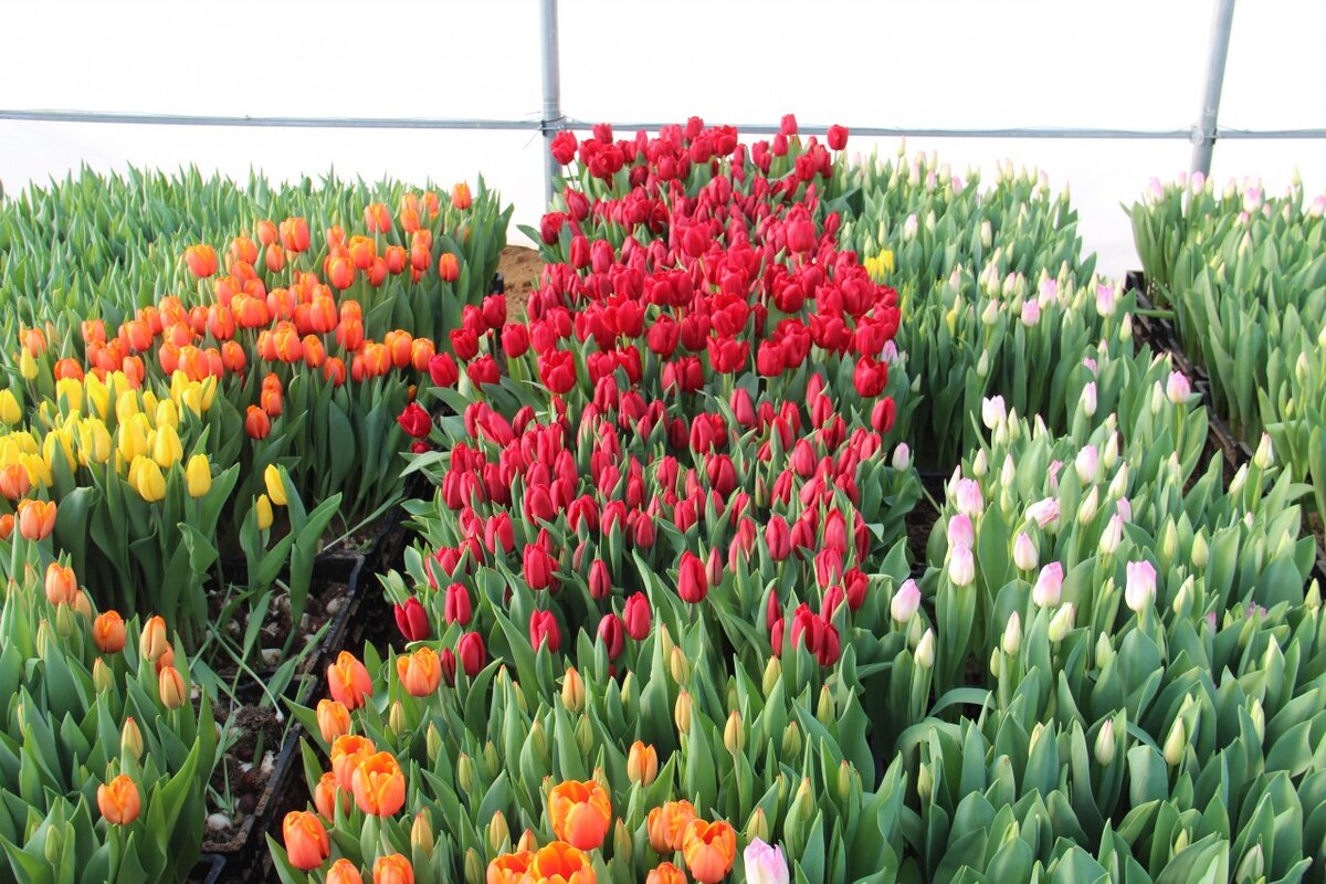 тюльпан ангела меркель. тюльпаны тельмана совхоз. тюльпан maskovri. тепличные комплексы по выращиванию цветов в россии контакты. тюльпаны смоленск батеки.