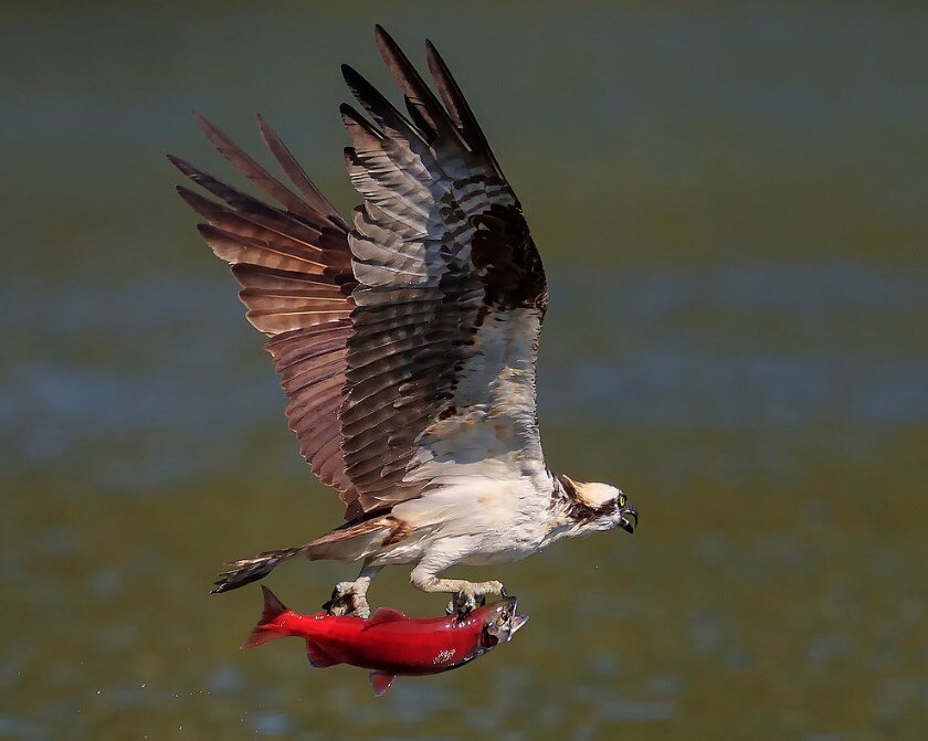 Нерка. Фото flickr.com