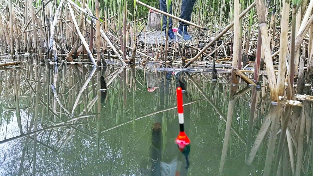 Тишь да гладь, поклёвок не видать