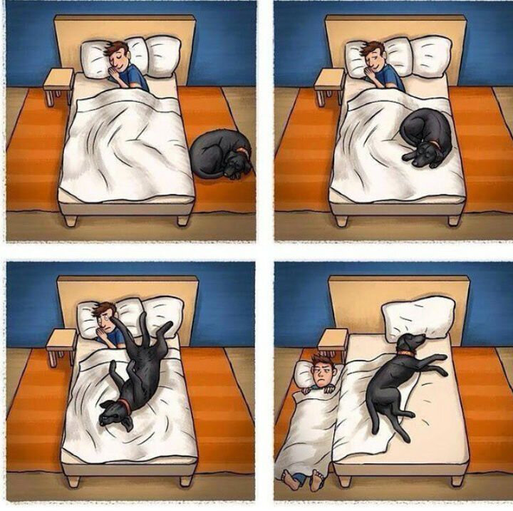 Как засыпаем с собакой...