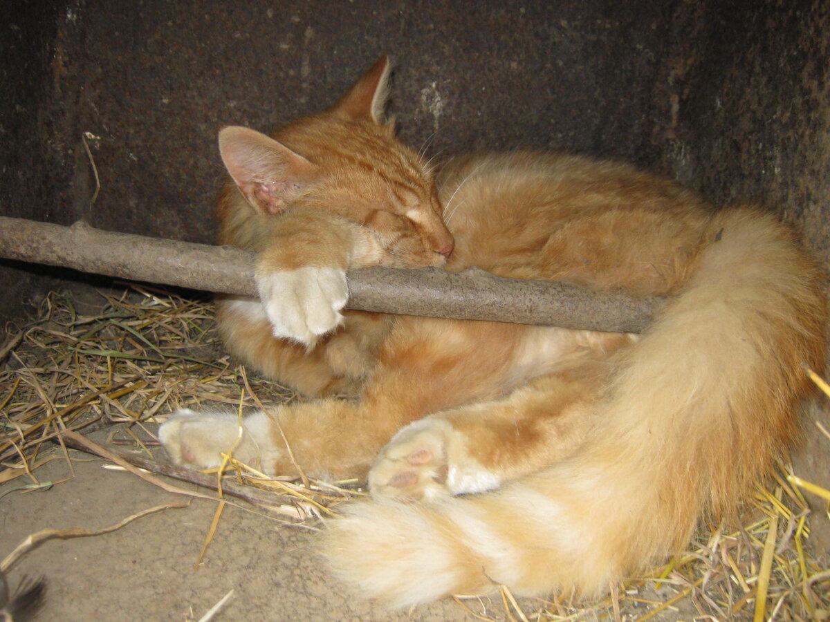 Рыжик помогает охранять кур