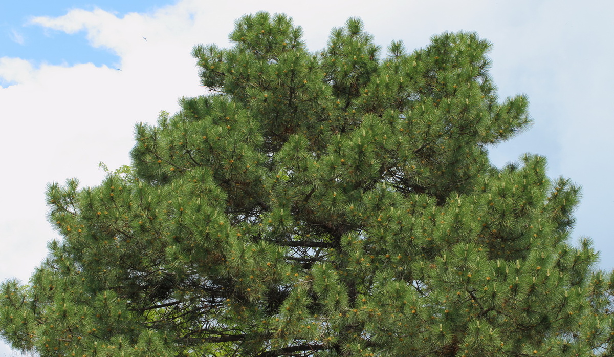 Категория редкости: 1 – находящиеся под угрозой исчезновения.